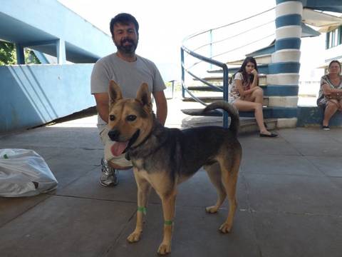 Mutirão de castração é realizado em Araranguá
