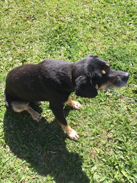 Cachorro perdido em Criciúma 