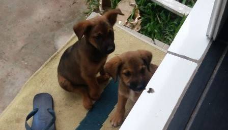 Animal para doação - Sem Nome