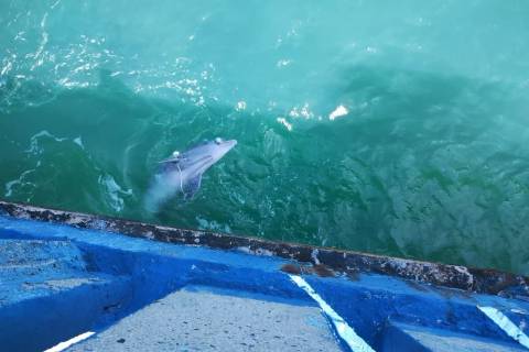 Boto é encontrado morto após encalhar em Balneário Rincão; veja fotos