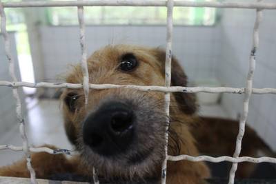 Tubarão deve fechar o ano com cerca de 1,8 mil castrações de cães e gatos realizadas