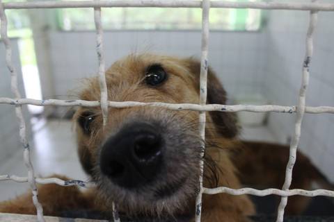 Tubarão deve fechar o ano com cerca de 1,8 mil castrações de cães e gatos realizadas