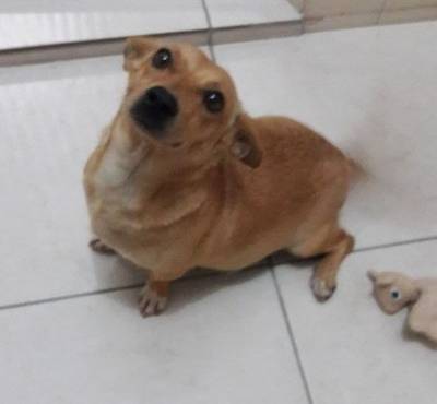 Animal encontrado no bairro Rio Maina
