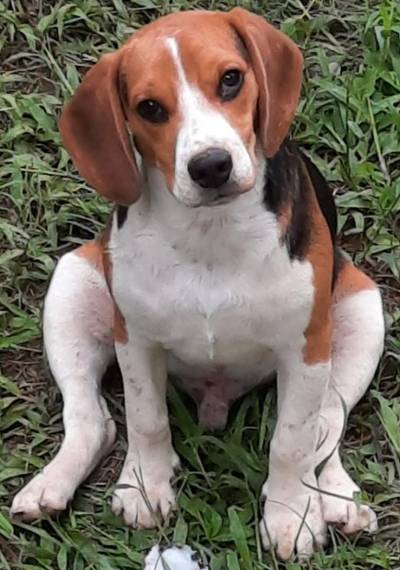 Animal encontrado no bairro Demboski