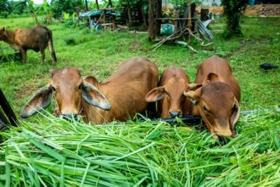 Agricultura de Morro da Fumaça disponibiliza sementes de pastagem com 50% de desconto para produtores de gado