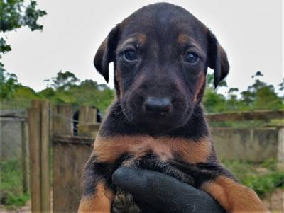 Sábado tem feira de adoção de animais no Criciúma Shopping