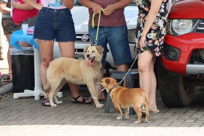 Forquilhinha realiza 4º mutirão de castração itinerante no bairro Santa Líbera