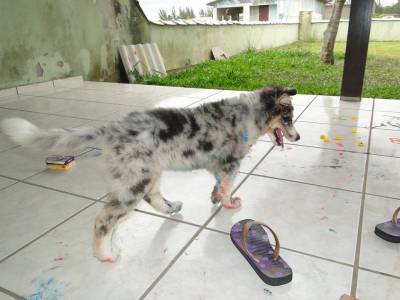 Procura-se Loba