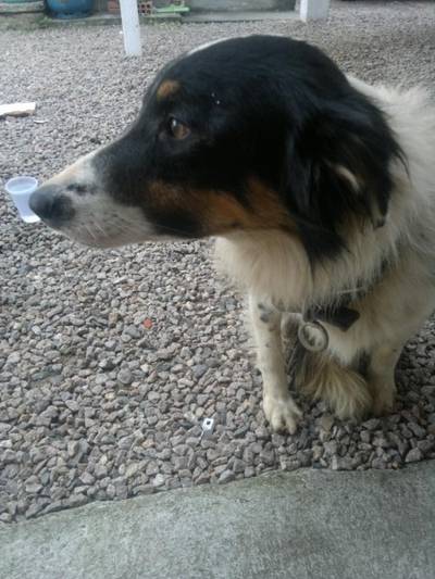 Animal encontrado no bairro Monte Castelo