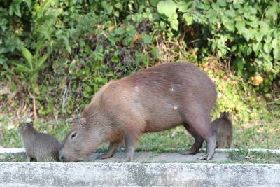 Capivara é encontrada com ferimentos em Tubarão; caso é investigado