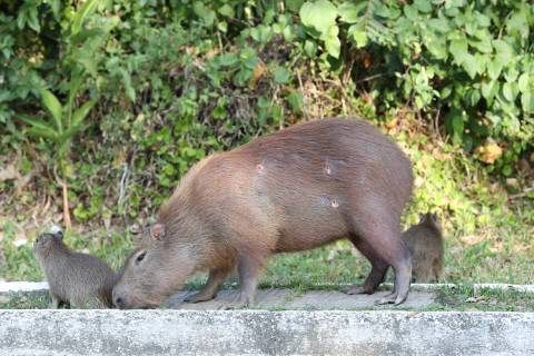 Capivara é encontrada com ferimentos em Tubarão; caso é investigado