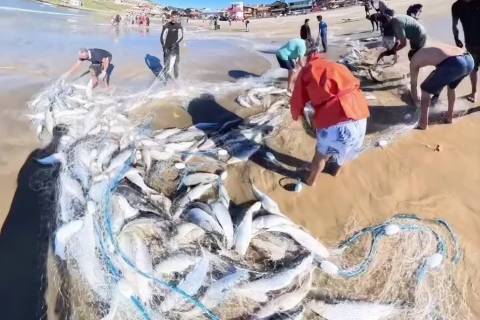 Vídeo: mais de cinco toneladas de tainha são capturadas na Prainha do Farol de Santa Marta