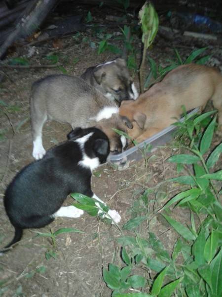 Animal para doação - Dogs