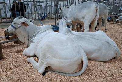 Último dia da AgroPonte terá atrações culturais e apresentações equestres