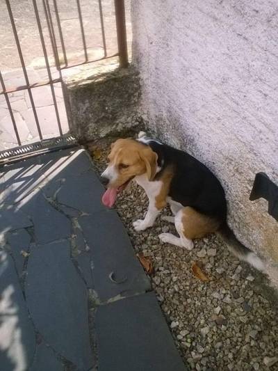 Procura-se Snoop 