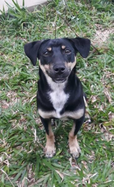 Animal encontrado no bairro Centro