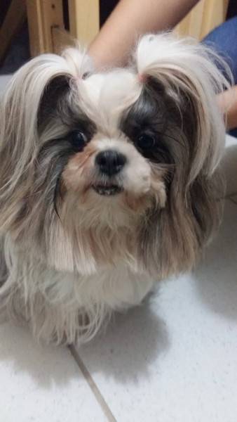 Animal encontrado