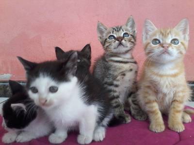 Animal para doação - Doa-se Gatinhos