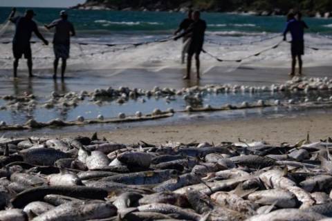 Pelo Estado 10/06: Pesca da tainha fala mais sobre política do que sobre economia