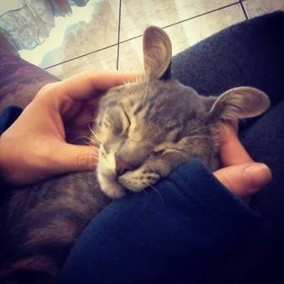 Animal para doação