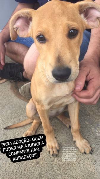 Animal para doação - Sem Nome 
