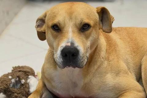 ONG de Criciúma realiza feira de adoção de animais neste fim de semana