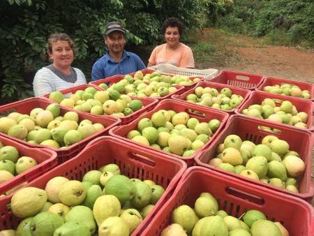 Goiaba complementa renda no Vale do Braço do Norte