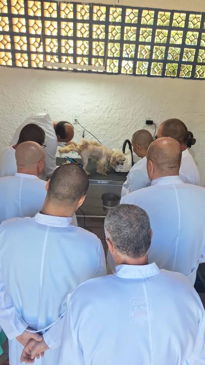 Programa oferece capacitação para apenados e reforça cuidados de bem-estar animal — foto 1