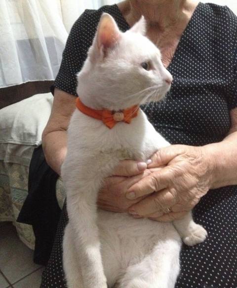 Animal encontrado no bairro Centro