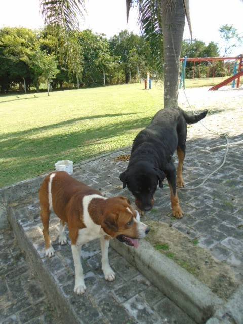 Animal encontrado no bairro Vila Macarini 