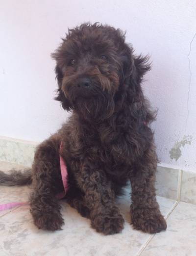Animal encontrado no bairro Praia Esplanada 