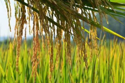 Safra de arroz no Sul do Estado é avaliada com boa expectativa