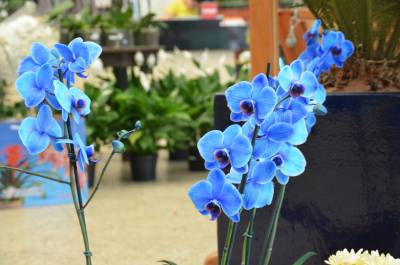 Flores exóticas são destaques durante Festival de Primavera no Criciúma Shopping