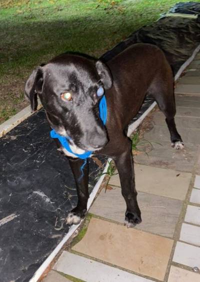 Polícia Civil indicia homem por disparo de arma de fogo contra um cachorro em Laguna
