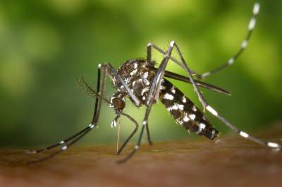 ‘Dia D’ do combate à dengue é cancelado em Criciúma