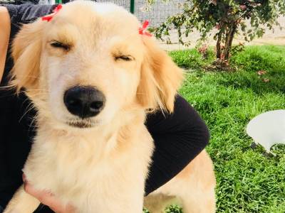 Animal para doação - Meg