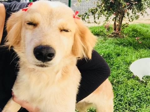 Animal para doação - Meg