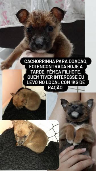 Animal para doação - Lindinha