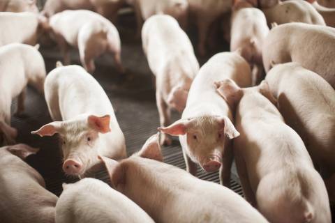 Santa Catarina exporta 328,6 mil toneladas de carnes no primeiro bimestre de 2025 e bate recorde histórico