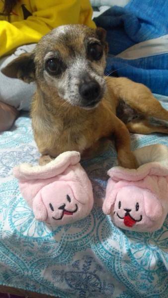 Procura-se Luppytta