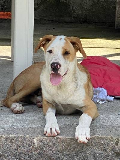 Animal encontrado no bairro Comerciário