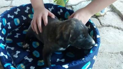 Animal para doação - Cachorrinhos Para Doar