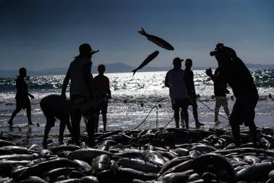 Pescadores torcem por inclusão do Sul de SC em portaria que pode definir cota extra de 370 toneladas de tainha