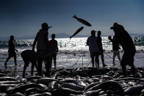 Pescadores torcem por inclusão do Sul de SC em portaria que pode definir cota extra de 370 toneladas de tainha