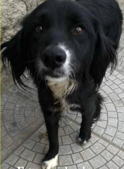 Cãozinho perdido
