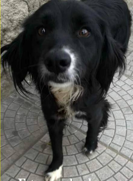 Cãozinho perdido
