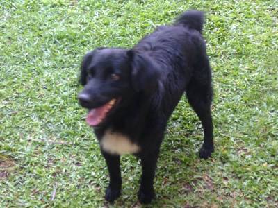 Animal Encontrado