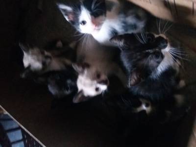 Animal para doação - Gatinhos Siamês e Preto
