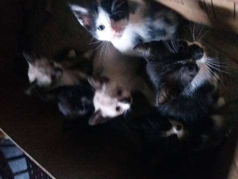 Animal para doação - Gatinhos Siamês e Preto