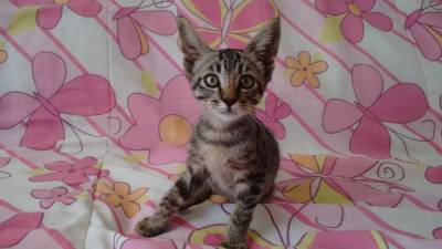 Animal para doação - Gatinho